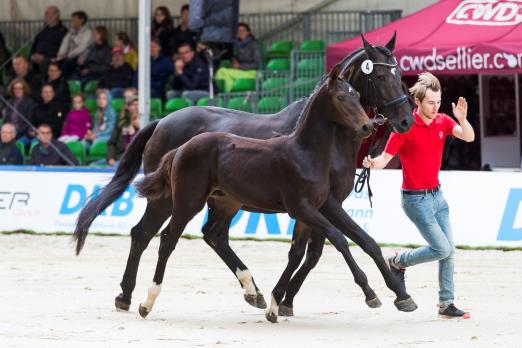 Foto: Ein erlesenes Auktionslot an Fohlen präsentiert das Westfälisch Pferdestammbuch beim Paderborn Challenge - Fotograf: Thomas Hellmann Foto: Ein erlesenes Auktionslot an Fohlen präsentiert das Westfälisch Pferdestammbuch beim Paderborn Challenge - Fotograf: Thomas Hellmann