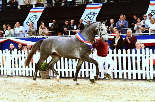 Foto: Chavaros II von Charleston-Con Air ist künftig in Klein Offenseth zuhause - Fotograf: Janne Bugtrup
