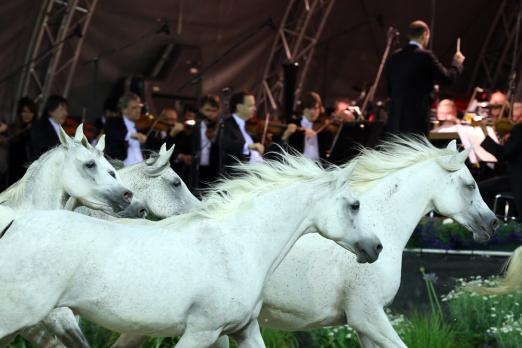 Foto: Araberherde vor dem Sonfonieorchester Aachen - Fotograf: ALRV/Andreas Steindl