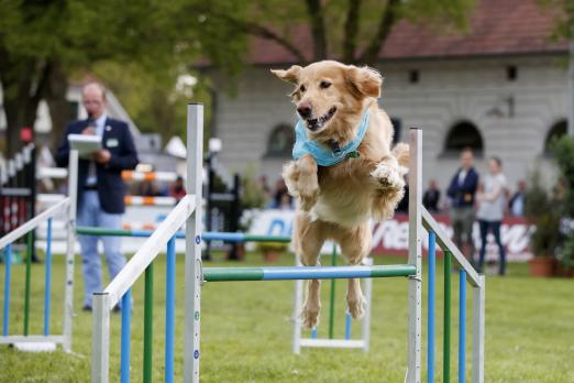 Foto: Dog-Agility-Turnier - bereits 2017 begeisterten die sportlichen Vierbeiner in Redefin. Jetzt haben die Hunde ihr eigenes Turnier im Rahmen des Pferdefestivals Redefin - Fotograf: Stefan Lafrentz