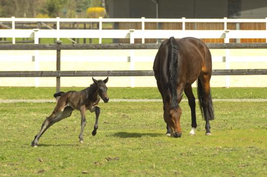 Foto: Trakehner fohlen Nordlicht aus dem Gestüt Murtal in Österreich - Fotograf: Terra Mater/ Harald Pokieser