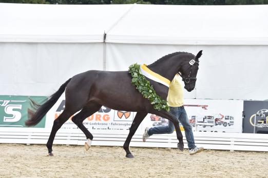 Foto: Black Baccara K - beste Hannoveraner Stute Dressur - Fotograf: Frieler