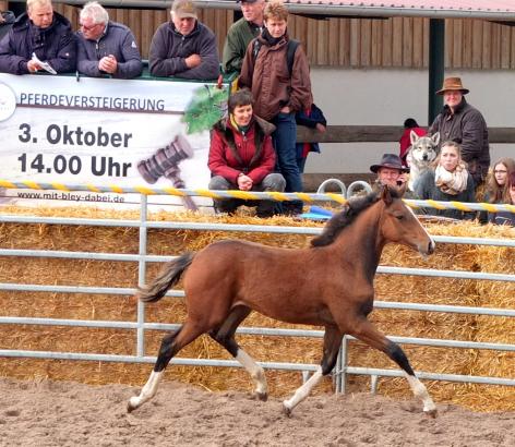 Foto: Schick, bewegungsstark und mit einer guten Abstammung ausgestattet, brachte dieses Stutfohlen von Neos van´t Vossenhof Z aus einer Waldeck-Mutter 4.300 Euro - Fotograf: Thomas Hartwig