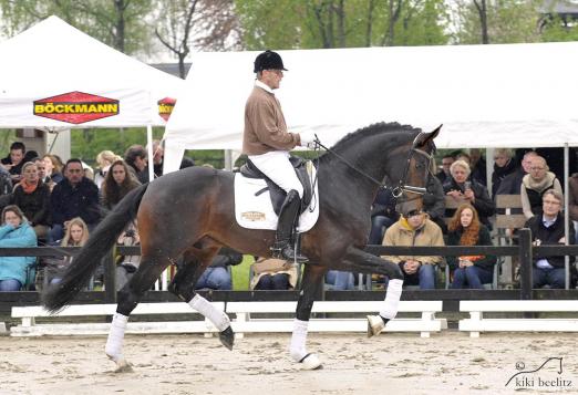 Foto: Danzador ist einer der berühmten Böckmann-Hengste und wird in Lastrup am Samstag präsentiert - Fotograf: Kiki Beeitz