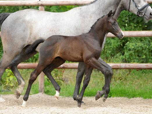 Foto: Dieses Hengstfohlen von Millenium aus der Kronlilie zählt zum Auktionslot in Hannover - Fotograf: Privat/ Trakehner Verband