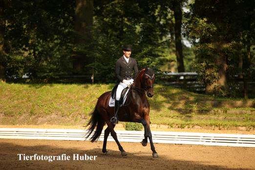 Foto: Marcus Hermes qualifizierte gleich zwei Pferde für das Finale des Louisdor Preises: Calla FH und deren Bruder Cabanos - Fotograf: Tierfotografie Huber