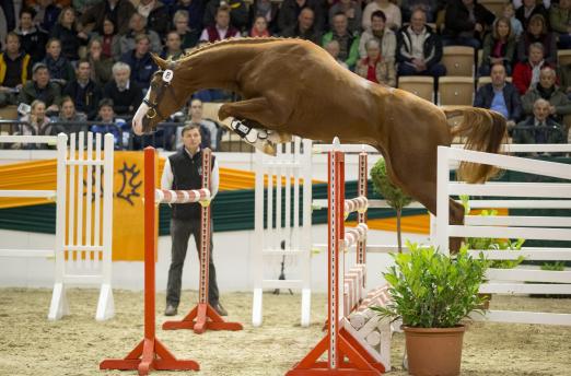 Foto: Einer von mehreren sehr gut springenden Trakehner Junghengsten war Pokerface beim 53. Trakehner Hengstmarkt - Fotograf: Stefan Lafrentz