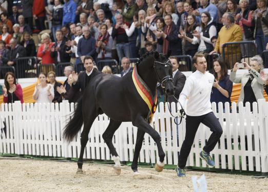 Foto: Preisspitze der Auktion und strahlender Siegerhengst war Perpignan Noir von Schwarzgold aus dem Besitz der Schweizers Adrian Gasser. Hier vorgeführt von Pascal Kandziora - Fotograf: Stefan Lafrentz