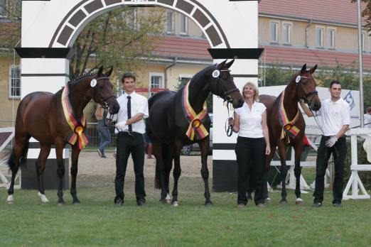 Foto: In der Mitte die Trakehner Bundessiegerstute Kalla v. Cadeau, links die 1. Reservesiegerin Fleur v. Kentucky, rechts die 2.Reservesiegerin Odelia v. Lauries Crusador xx. - Fotograf: Imke Eppers