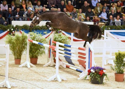 Foto: Neu auf der Station - Caspian von Caretino - Fotograf: Janne Bugtrup