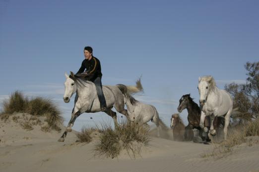 Foto: Jean Fransois Pignon und seine Pferde – der Meister der Freiheitsdressur ist beim Gala-Abend des Trakehner Hengstmarktes. - Fotograf: Pignon