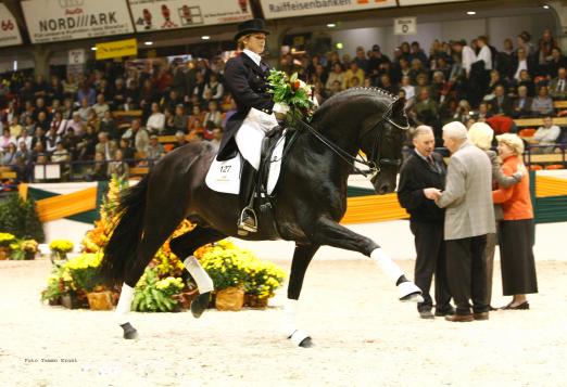 Foto: Hofrat - Trakehner Hengst des Jahres 2017 -Fotograf: Tammo Ernst