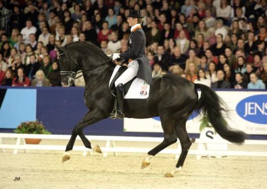 Foto: Der Trakehner Elite Hengst Gribaldi unter Edward Gal. - Fotograf: Jakob Melissen