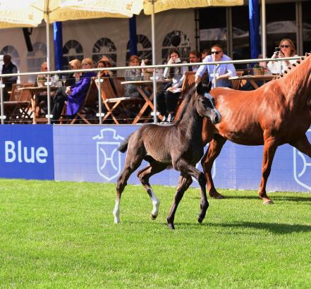 Cool Million v. Cornet Obolensky kostete 48.000 Euro bei der Holsteiner Fohlenauktion anlässlich des Deutschen Spring- und Dressur-Derbys 2023 - Fotograf: Janne Bugtrup