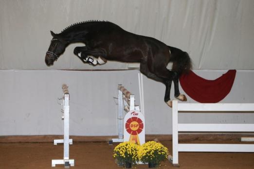 Foto: CORNET´S QUAPRICE - Fotograf: DSP