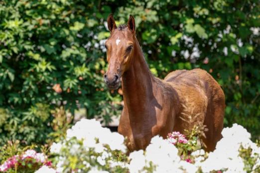 Foto: Das Hengstfohlen Cosmic Flight von Catoki-Calido stammt aus der Zucht von Jörg Harder (Wewelsfleth) und ist Lot 8 der Björn Nagel Online-Auktion - Fotograf: S. Lafrentz