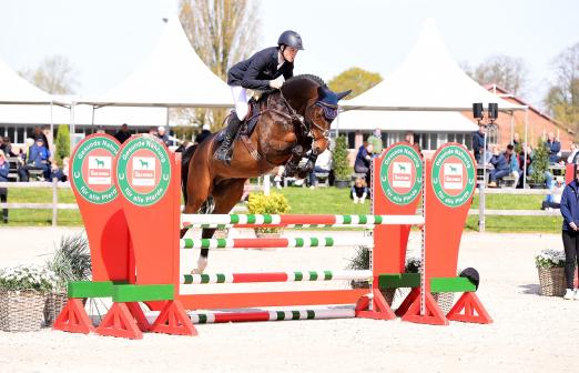 Foto: Die jüngeren Verbandshengste, hier Daikon v. Dominator Z mit Edouard Hennau, zeigten sich vor rund 300 Zuschauern in Elmshorn - Fotograf: Janne Bugtrup