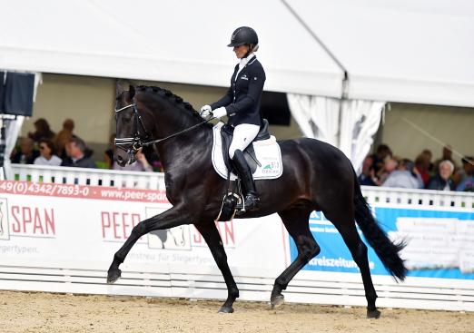 Foto: Der vier Jahre alte Hannoveraner Hengst For Cruise wurde bei Verden International 2017 von Isabell Freese erfolgreich in Szene gesetzt - Fotograf: Rüchel