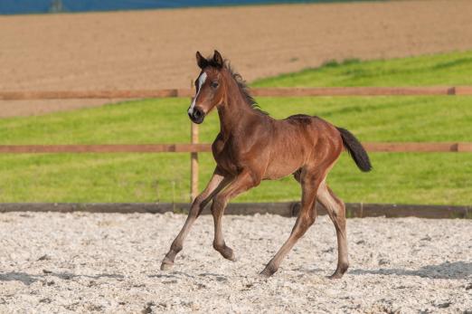Foto: Eine Offerte der Elite-Fohlenauktion mit prominenter Verwandtschaft: Die Katalognummer 30, Moretti v. Million Dollar, stammt aus der direkten Mutterlinie von Kent Farringtons Austria - Fotograf: Janne Bugtrup