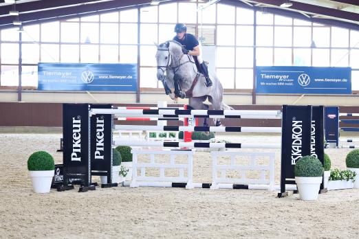 Foto: Dior von Diamant de Semilly - Youngster of the Year 2025 bei den sieben Jahre alten Springpferden - zählt zum Lot der 20. Springpferdeauktion bei Holger Hetzel - Fotograf: Sporthorse-Sales