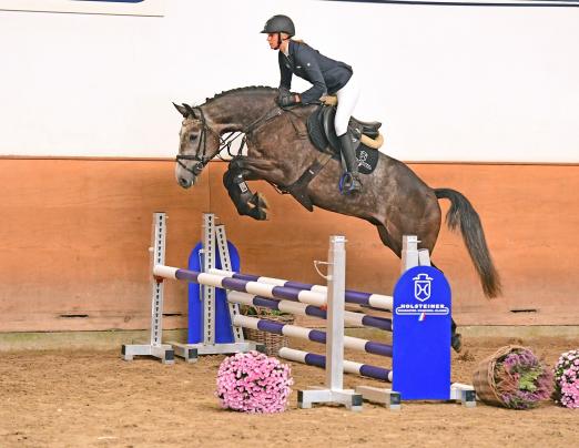 Foto: Django v. Darcodello-Quadros, Katalognummer 39, ist vierjährig und bereit für die kommende Turniersaison - Fotograf: Janne Bugtrup