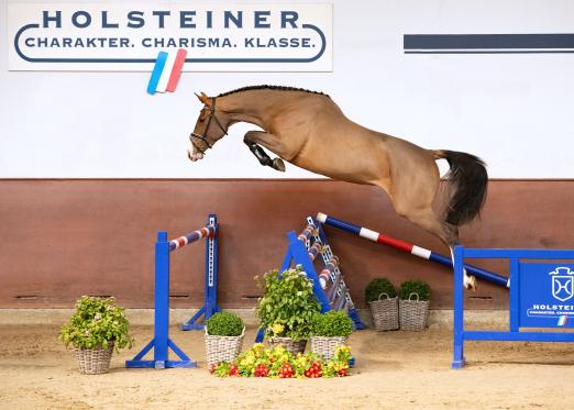 Foto: Die drei Jahre alte Evoila v. Esmeraldo-Casall stammt aus der einer Vollschwester zum Spitzenhengst Contendro - Fotograf: Janne Bugtrup