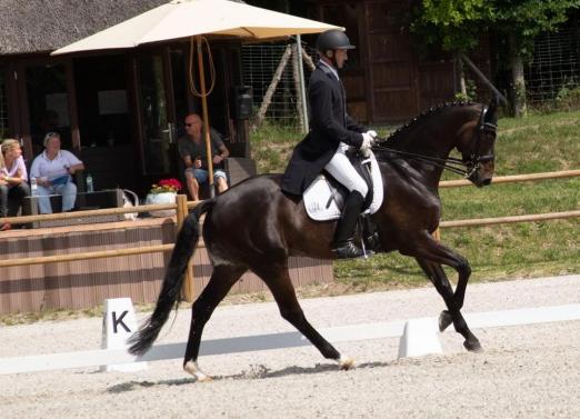 Foto: Dressur im Parcours - Das Motto für die kommende Woche auf Gut Groß Viegeln - Fotograf: Karl Lohrmann