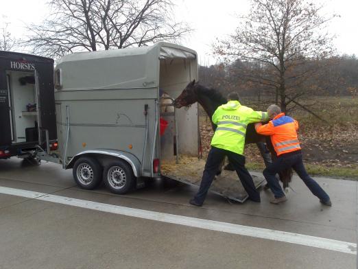 Foto: Pferd und Anhänger auf der BAB 1, Fotograf: Polizei