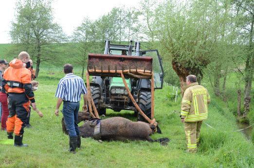 Foto: Dramatische Pferderettung aus dem Krumbach! - Fotograf: Feuerwehr Ratingen