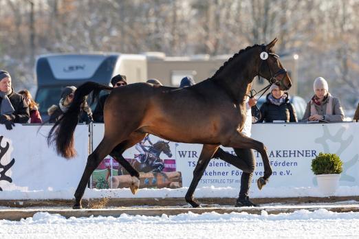 Foto: Edle Trakehner in den Holstenhallen - Die Junghengste stellen sich von heute bis zum 2. Dezember zur Körung in Neumünster - Fotograf: Stefan Lafrentz