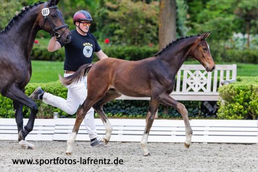 Foto: Einstein von Escolar - Fotograf: Stefan Lafrentz