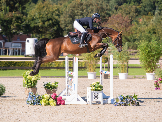 Foto: Eng verwandt mit dem Olympia-Dritten Quel Homme de Hus: Katalognummer 129, Maybe M v. United Way-Diarado - Fotograf: Janne Bugtrup