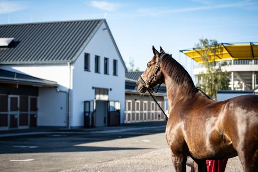 Foto: Die ersten Pferde sind in Aachen angekommen und durften direkt die neuen Stallungen einweihen - Fotograf: ALRV/Jasmin Metzner Foto: Die ersten Pferde sind in Aachen angekommen und durften direkt die neuen Stallungen einweihen - Fotograf: ALRV/Jasmin Metzner