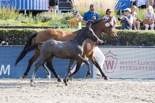 Foto: Chapeau Cleaque, Hengstfohlen (V: Cornet Obolensky - MV:Quick Star), wurde Preisspitze bei den Global Jumping Foals - Fotograf: Thomas Helmann