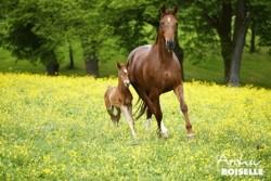 Fotograf: Archiv Boiselle Fotograf: Archiv Boiselle