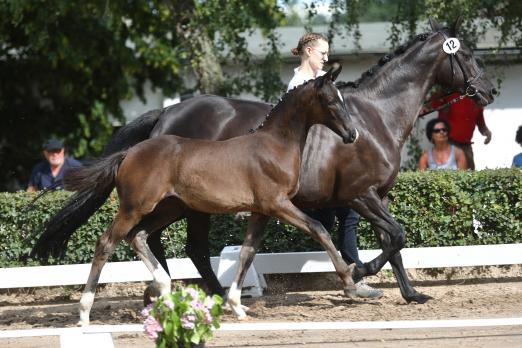 Foto: Mit 32.000 Euro den neuen Höchstpreis der Trakehner Bundesturnier Fohlenauktion erzielte mit „Pernod“ ein Sohn des jungen Moritzburger Beschälers und Bundeschampionatsqualifikanten Freiherr von Stein - Fotograf: Stephan Bischoff