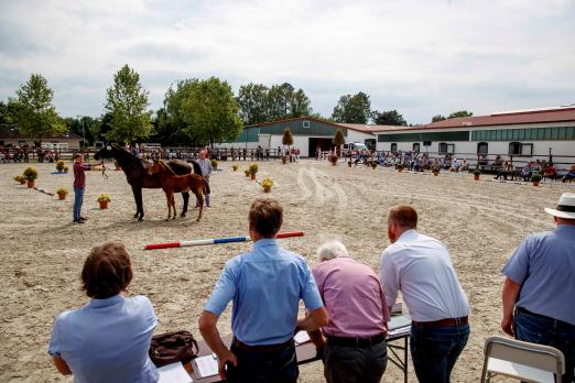 Foto: Fohlenchampionat und Schau locken auf die Hengststation Maas J. Hell in Klein Offenseth am 6. Juli - Fotograf: Stefan Lafrentz