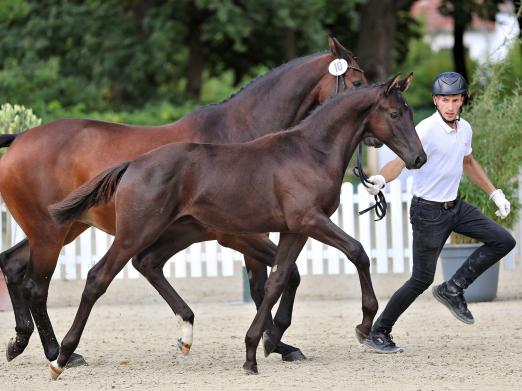 Foto: Zur Preisspitze der Fohlenkollektion avancierte das Hengstfohlen Fliedergold v. Eichengold aus der Zucht von Karl Skupin, Lübeck, das für 27.000 Euro in die Schweiz wechselte - Fotograf: Jutta Bauernschmitt