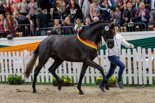 Foto: Trakehner Siegerhengst 2019: Ferrari Forever v. Helium-E.H. Impetus - Fotogra: Stefan Lafrentz