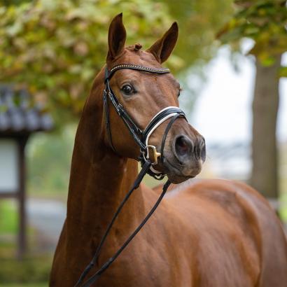 Foto: FILOU von Feinrich - San Amour, Hengst, *2017 - Fotograf: Guido Recki