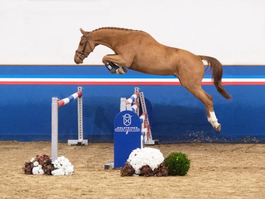 Foto: Stammt aus der direkten Mutterlinie von Chesall Zimequest: Handerson v. Halifax van het Kluizebos - Fotograf: Janne Bugtrup