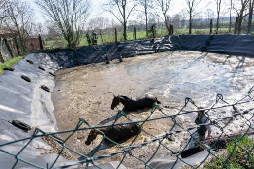 Foto: Zwei Pferde in der Güllegrube - Fotograf: Feuerwehr Dülmen Foto: Zwei Pferde in der Güllegrube - Fotograf: Feuerwehr Dülmen