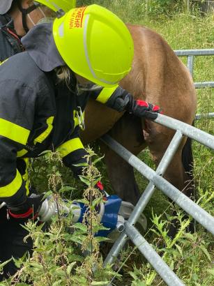 Foto: Mit einer Rettungsschere wird Pferd Nova befreit - Foto: Feuerwehr Frankfurt a.M.