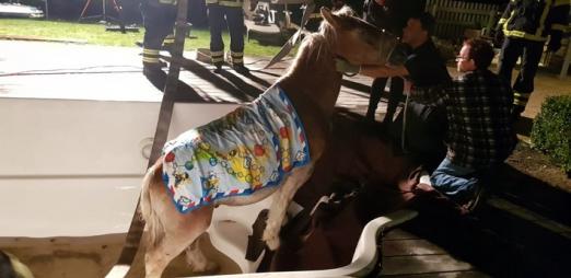 Foto: Das gerettete Pferd - Fotograf: Privat Foto: Das gerettete Pferd - Fotograf: Privat