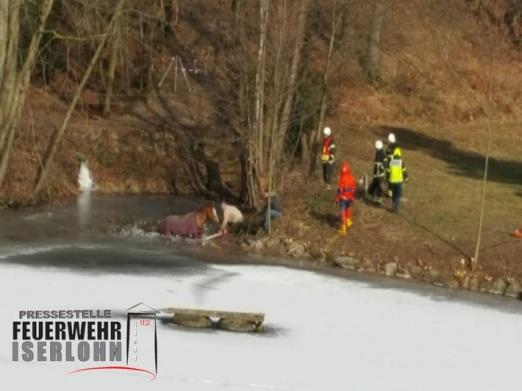 Foto: Pferd wird aus dem Eis gerettet - Fotograf: Pressestelle Feuerwehr Iserlohn