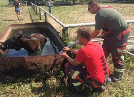 Foto: Pferd in Wassertropg - Fotograf: Freiwillige Feuerwehr Garstedt