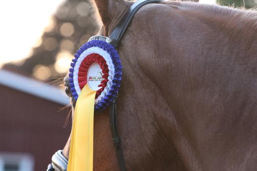 Foto: Noch zwei weitere Male werden die Gewinner auf dem Weg ins Balios Hunter Cup-Finale 2023 ermittelt – in Sörup u,nd Mildstedt - Fotograf: RathmannVerlag/Tina Siebenhaar