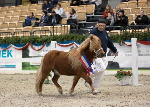 Foto: Geronimo MRH ist Rassesieger der Shetlandponys - Fotograf: Volker Hagemeister