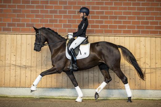 Foto: Helia, die Vollschwester zum jungen Starvererber Helium, gehört zum elitären Lot der Trakehner Stuten-Kollektion - Fotograf: Stefan Lafrentz