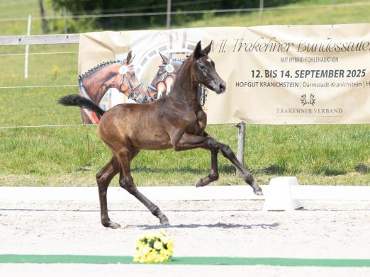 Foto: Das Hengstfohlen Key Account v. WM Devdas ox ist eine bewegungsstarke Offerte der Fohlenauktion in Kranichstein am 13. September - Fotograf: Meike Düsterwald